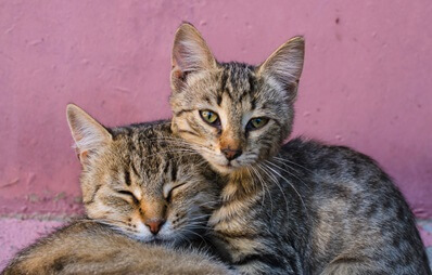 Katzenjahre-Rechner: Zwei Katzen kuscheln miteinander