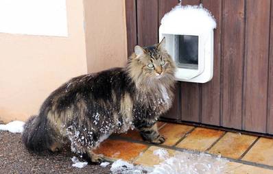 So lernt ihre Samtpfote den Umgang mit der Katzenklappe