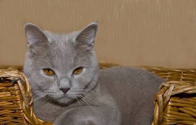 Katzenkorb: So finden Sie den passenden!