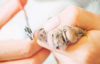 Katzenkrallen schneiden