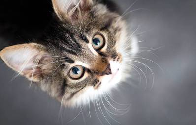 männliche Katzennamen