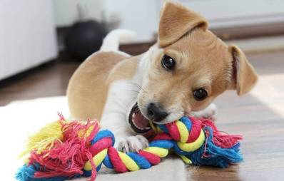 Kauspielzeug für Hunde