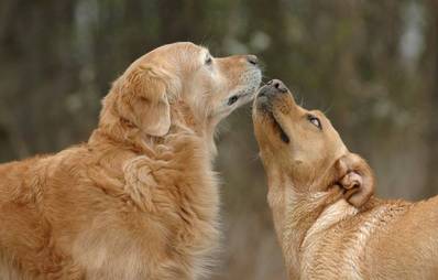 Keilerei unter Hunden - Einschreiten oder nicht?
