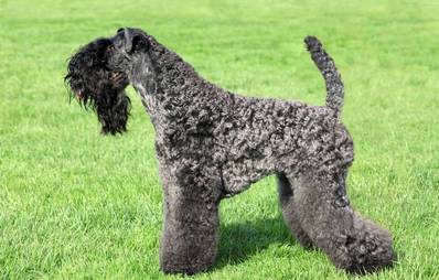 Kerry Blue Terrier