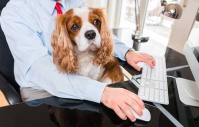 Kollege Hund: Vierbeiner am Arbeitsplatz