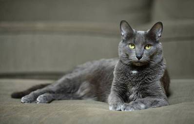 Korat - edle Katzenrasse