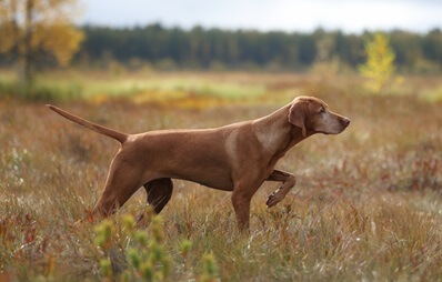 Kurzhaariger Ungarischer Vorstehhund (Kurzhaar Vizsla)