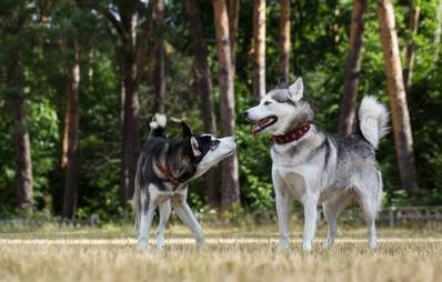 Läufigkeit bei Hündinnen