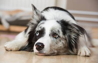 Laminatboden mit Hund