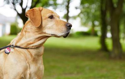 Leinenaggression bei Hunden - Woher sie kommt und was Sie tun können