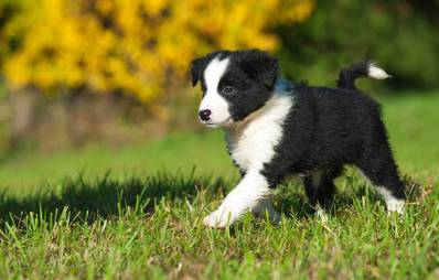 Leinenlos - das geheime Leben der Hunde