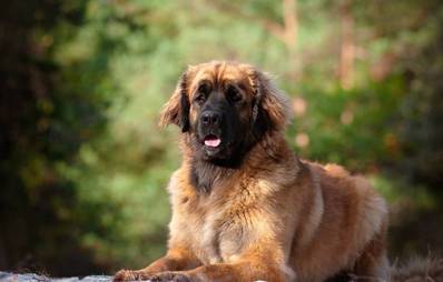 Leonberger