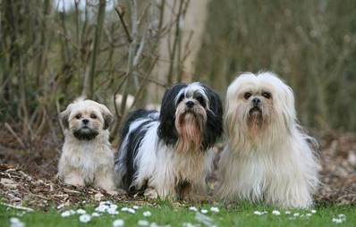 Lhasa Apso
