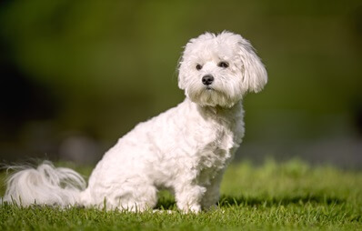 Malteser sitzt auf Wiese