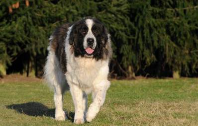 Mastin de los pirineos