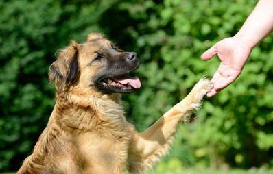 Mediatoren im Einsatz bei Tierfreunden