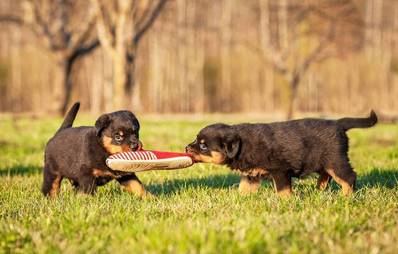 Mein Hund frisst alles an