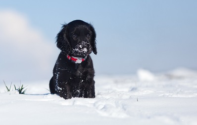 Hund frisst Schnee