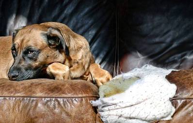 Zerstörte Einrichtung - Wer bezahlt, wenn mein Hund Schaden anrichtet?