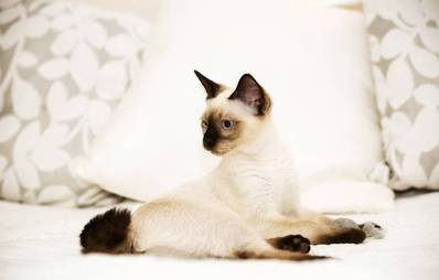 Mekong Bobtail Katze