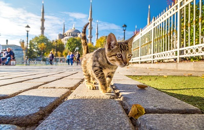 Metropole der Katzen: Istanbul
