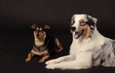 Mischling vs. Rassehund