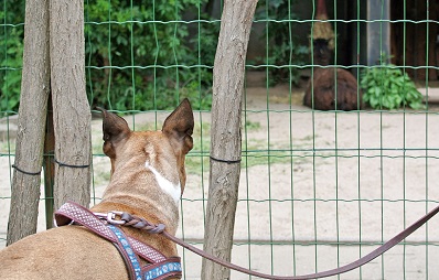 Mit Hund in den Zoo