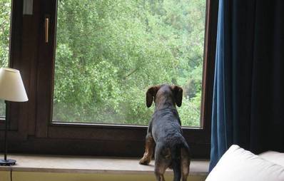 Mit dem Hund das Alleinsein trainieren