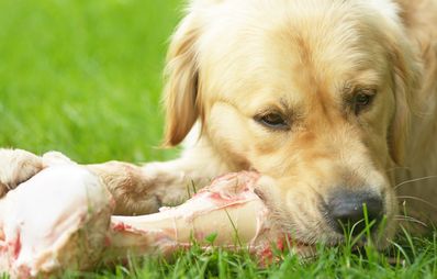 Knochen für Hunde