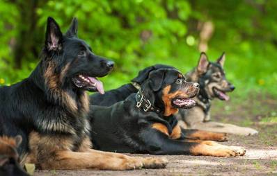 Mitgliedschaft im Hundeverein: Macht das Sinn?