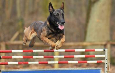 Mondioring - Hundesportart