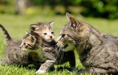Nachwuchs bei Katzen: Das sollten Sie beachten!
