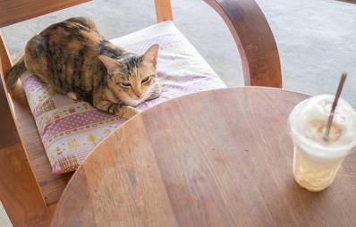 Neuer Trend? Das Katzencafé