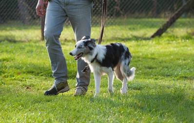 Wo ist der Sachkundenachsweis für Hunde Pflicht