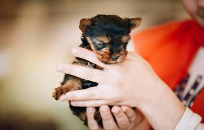 Neugeborene Welpen selbst aufziehen