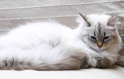 Neva Masquerade - sibirische Schönheit