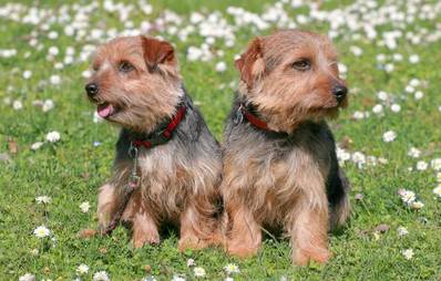 Norfolk Terrier