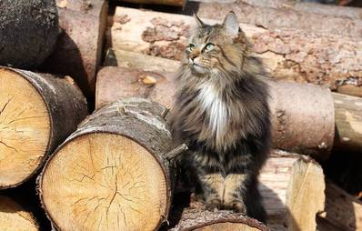 Die Geschichte der Norwegischen Waldkatze