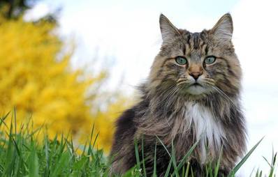 Norwegische Waldkatze