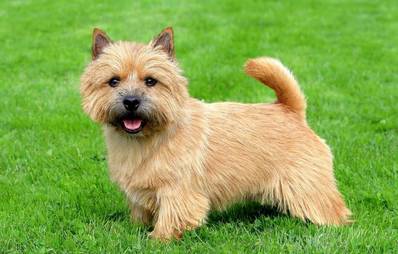 Norwich Terrier
