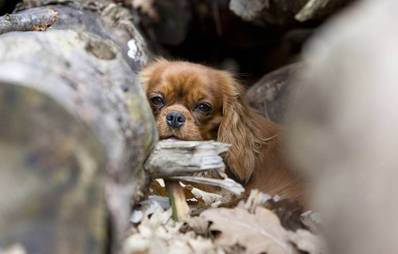 Notfallplan für die Suche nach vermissten Hunden und Katzen