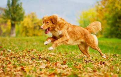 Nova Scotia Duck Tolling Retriever