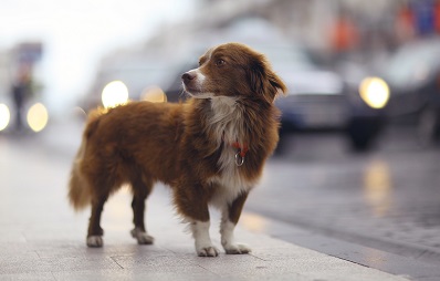 Obdachlose mit Hund