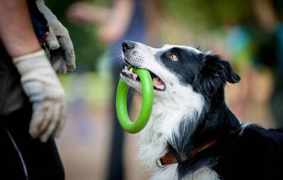 Obedience - Hundesportart
