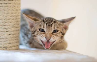 Ocicat