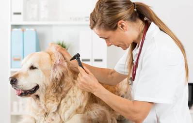 Ohrenentzündung beim Hund