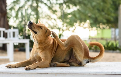 Hund mit braunem Kurzhaarfell kratzt sich intensiv am Ohr – möglicher Hinweis auf Ohrmilben beim Hund