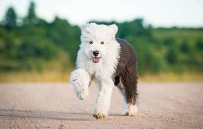 Old English Sheepdog