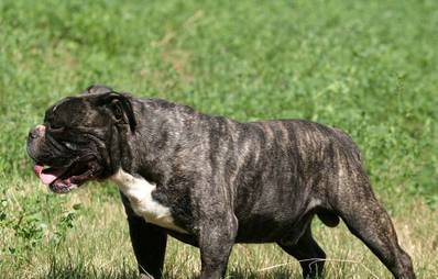 Olde English Bulldogge
