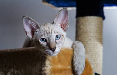 Orientalisch Kruzhaar